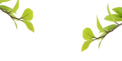 Green leaves, is shown against a white background and they are arranged in an alternating pattern along the branch. The leaves are a source of oxygen. photo