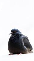 dark gray pigeon resting on a white surface photo