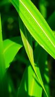 close- a green leaf with dew drops photo