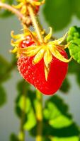 single ripe strawberry with a yellow calyx on a green vine photo