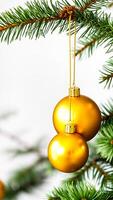 two golden ornaments adorn a fir tree branch photo
