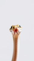 close- a snake's head with its forked tongue extended photo