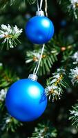 two blue ornaments decorate a snowy pine tree photo