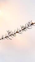 frost-covered branch against a soft peach background photo
