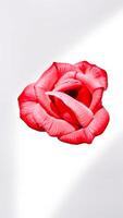 delicate red rose with softly curled petals photo