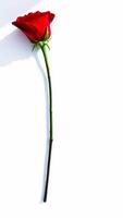 single red rose with a long stem photo
