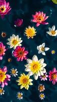 cluster pink white flowers float on still water photo