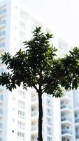 tree against a white building photo