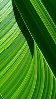 intricate veins a green leaf photo