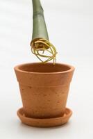 Branch and root of a Zz plant and a clay pot for propagation. photo
