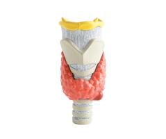 Thyroid gland human anatomy model isolated on white background with clipping path, Hyperthyroidism, Overactive Thyroid, Thyroid Lymphoma. photo