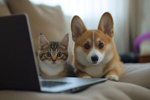 Corgi puppy and kitten sitting together photo