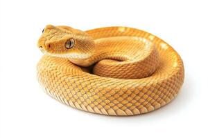 Close up of a coiled non venomous snake photo