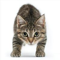 Adorable tabby kitten in a playful crouch position photo