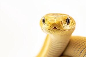 Close up portrait of non venomous yellow snake photo
