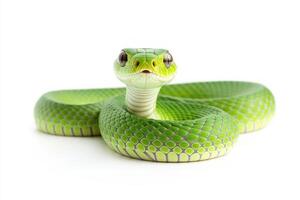 Close up of a green, non venomous snake photo