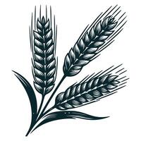 A wheat plant on a white background vector