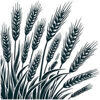 Hand drawn wheat design illustration. vector