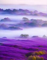 A purple field of flowers with fog in the background photo
