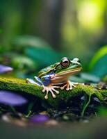 A frog sitting on a mossy branch in the forest photo
