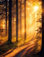 A path through a forest with sun shining through the trees photo
