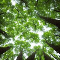 A view up into the canopy of a forest photo