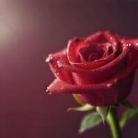 A red rose is shown with water droplets on it photo
