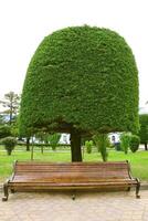 Wooden bench ang green tree are in the park. Tree and bench. photo