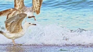 Two seagulls with white and brown color flap their wings of each other on the seashore on the background of blue waves. video