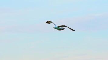 An adult seagull with an orange beak and paws and with huge wings flies down on the background a blue sky on a summer day. Close-up. Aerial view. video