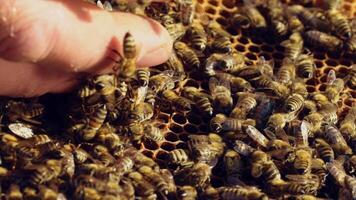 Bare hand of a man touching the frame full of bees outdoors. Many insects crawling on a frame and male's bare hand. Close-up video