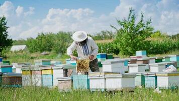 Beekeeper is working with bees and beehives on the apiary. Bees on honeycomb. Frames of a bee hive. Beekeeping. Honey. video