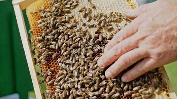 a beekeeper keeps a wooden frame with honeycomb and bees. Close-up of honey bee video