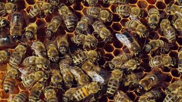 Close-up of honey bees. Frames of a beehive. Bees turn nectar into honey. video