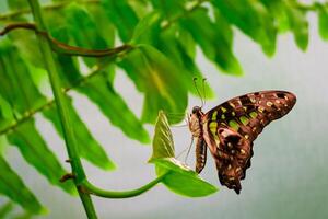 A stunning close-up photograph features a butterfly with intricate and colorful wing patterns resting gracefully on a vibrant green leaf, showcasing the beauty of nature and delicate details. photo