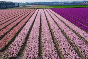 A stunning landscape of a vibrant pink hyacinth flower field, presenting a captivating and colorful scene. The neatly arranged rows of hyacinths create a mesmerizing visual, Netherlands photo