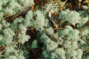 A close-up of green lichen growing on the forest floor. This delicate organism often goes unnoticed but plays a vital role in the ecosystem, providing food and shelter for various species. photo