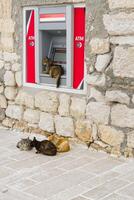 This charming stock image showcases four playful cats lounging in front of an ATM on a sunny day. Their diverse colors and sizes create a delightful contrast with the machine in the scene. photo