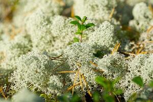 A close-up of soft, green and white moss on the forest floor, covered in tiny flowers. The dense patch is surrounded by other plants and trees, captured from a low angle. photo