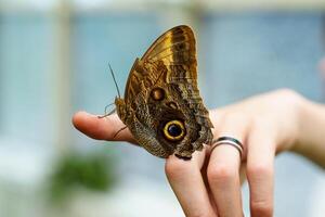 A vibrant butterfly with intricate wing patterns rests gently on a fingertip adorned with a beautiful ring. The soft focus background highlights the delicate beauty of this serene moment. photo