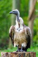 A vulture with a gray head and brown feathers is perched on a branch and staring off to the side. The background is blurred, making the vulture the focal point of the image. photo