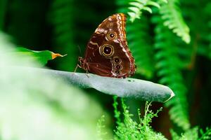 A stunning brown butterfly with intricate white patterns rests on a vibrant green leaf. The lush rainforest surrounding it features a variety of plants, creating a serene and colorful atmosphere. photo