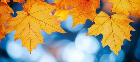 Vibrant Orange Maple Leaves on a Branch Against a Sparkling Blue Bokeh Background, Autumn Scene photo