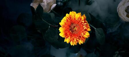 This image displays a vibrant orange gerbera flower against a dark background, creating a striking contrast. The vintage effect adds charm, ideal for design projects, invitations, or home decor. photo