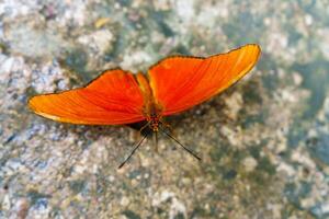A vibrant orange butterfly with detailed wing patterns rests gracefully on a solid color background. This image showcases natures beauty, perfect for enhancing creative projects and designs. photo