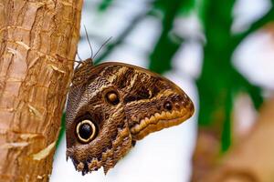 Close-up of a Morpho peleides butterfly resting on tree bark, showcasing its intricate brown patterns and vibrant blue wing markings, set against a blurred tropical background. photo