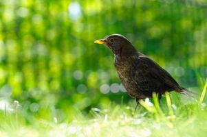 A cute blackbird with a yellow beak stands on the grass in the backyard on a sunny day. The bird looks left, and the background is blurred, creating a warm atmosphere. photo