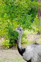 A close-up of a rhea bird with gray feathers and a long neck standing in a field with green plants and trees in the background. The rhea is looking to the left with a focused expression. photo