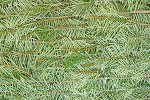A close-up view of a bunch of fresh green Christmas tree branches showcasing their vibrant color and texture. This image can be used as an eye-catching background in various creative projects. photo