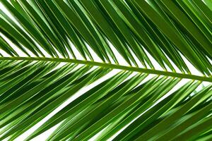 A vibrant single green frond of a coconut palm tree, gracefully arching with elongated leaflets. Isolated on a clean white background, it showcases tropical beauty and natural elegance. photo